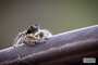 Putnam's Jumping Spider