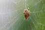 Spotted Orb Weaver