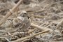 Horned Lark