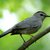Gray Catbird