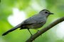 Gray Catbird