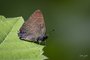 Banded Hairstreak