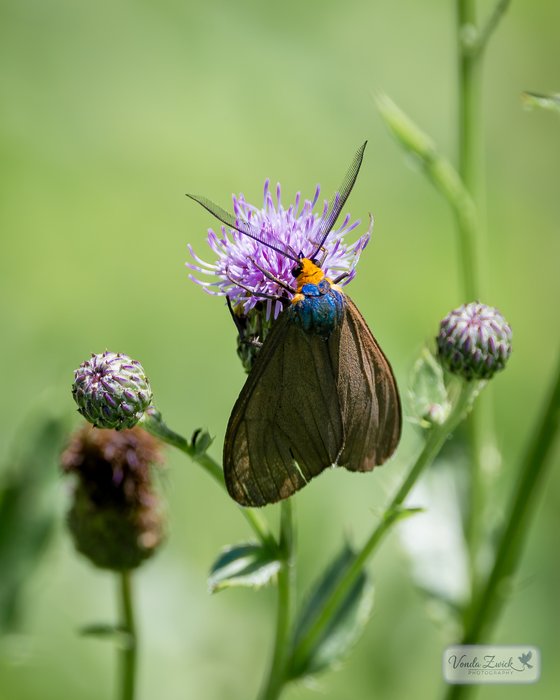 Virginia Ctenucha
