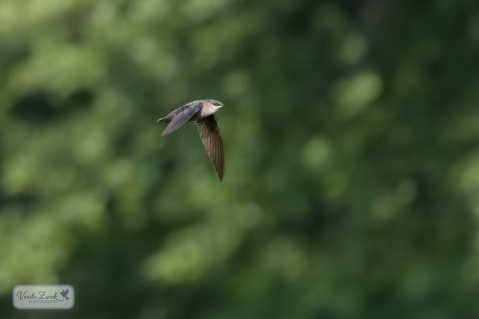 Chimney Swift
