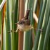 Marsh Wren