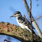 Hairy Woodpecker