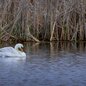 Mute Swan