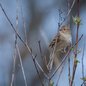 Field Sparrow