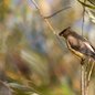 Cedar Waxwing