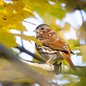 Fox Sparrow