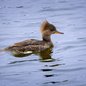 Hooded Merganser