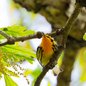 Blackburnian Warbler