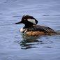 Hooded Merganser