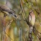 Cedar Waxwings