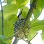 Ruby-throated Hummingbird
