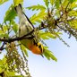 Blackburnian Warbler