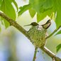 Ruby-throated Hummingbird
