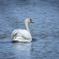 Mute Swan