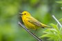Yellow Warbler