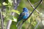 Male Indigo Bunting