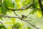 Canada Warbler
