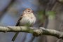 Field Sparrow