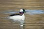 Bufflehead