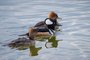 Hooded Mergansers