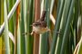 Marsh Wren