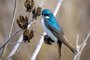 Tree Swallow