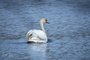 Mute Swan