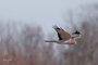 Northern Harrier