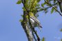 Yellow-throated Vireo