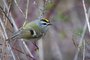 Golden-crowned Kinglet