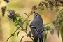 Ruby-crowned Kinglet