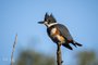 Belted Kingfisher