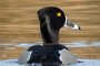 Ring-necked Duck