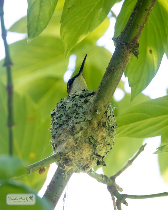 Ruby-throated Hummingbird