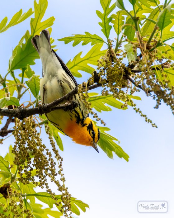 Blackburnian Warbler