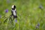 Bobolink