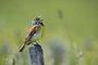 Dickcissel