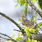 Vesper Sparrow
