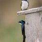 Tree Swallows
