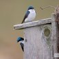 Tree Swallows