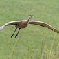 Sandhill Crane