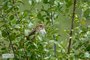 Henslow's Sparrow
