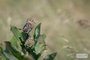 Grasshopper Sparrow
