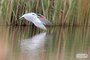 Caspian Tern