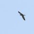 Peregrine Falcon