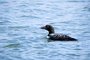 Common Loon